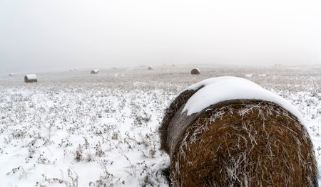 Bales of hay on a field in the snow in winter.の写真素材