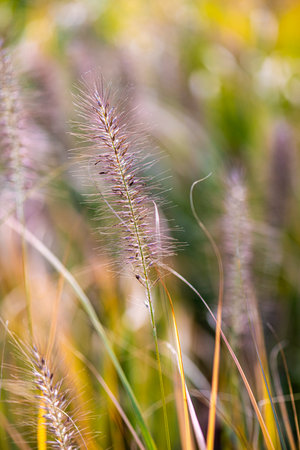 Detail of a flower spike of ornamental grass in autumn. Foxtail fountain grass.の写真素材