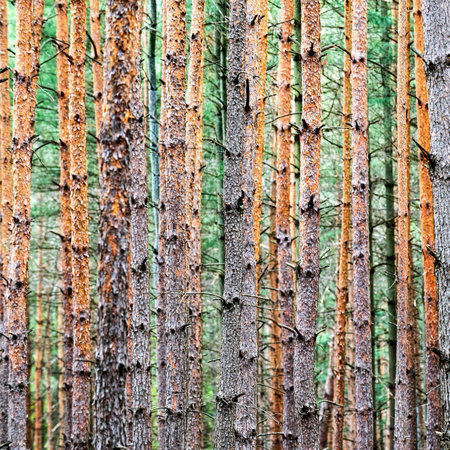 Shot of brown pine trunks in the forest on a green backgroundの写真素材