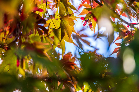 Colorful leaves of Japanese maple in autumn. Abstract backgroundの写真素材