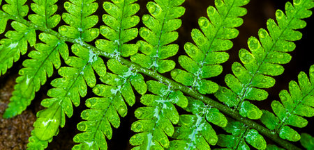 A green fern leaf detail. View from above. Backgroundの写真素材