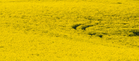 A shot of a blooming field with rapeseed. Abstract backgroundの写真素材