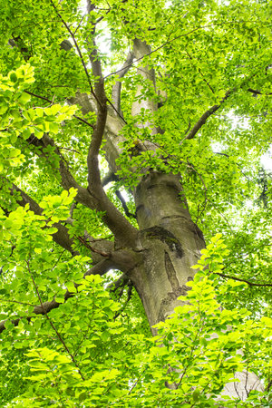 Shot of a part of an old beech tree. Trunk, branches and green leaves. in spring time. A view into the crown of the treeの写真素材