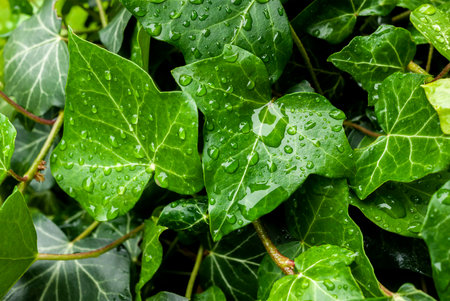 Green ivy leaves with water drops after rain. Backgroundの写真素材