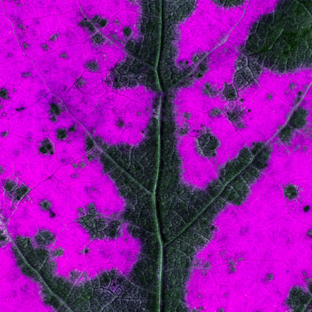 Purple and black background with leaf texture. Abstract background.の写真素材