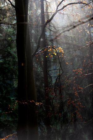 Shot of a beech branch with orange leaves in the forest in autumn. Gloomy autumn moodの写真素材