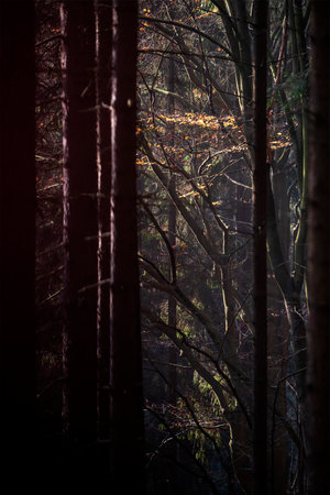 Shot of a branch with orange leaves in the forest in autumn. Morning light passing through treesの写真素材