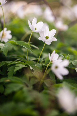 White wood anemones blooming in early spring in the forest.の写真素材