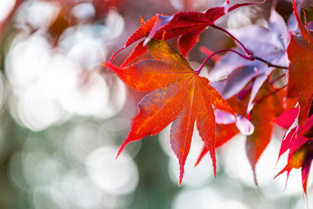 Detail of red orange leaves of Japanese maple in autumn. Season specificの写真素材
