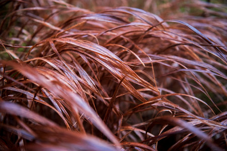 Dry grass in autumn on a rainy day. Backgroundの写真素材