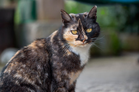 Portrait of a tricolor cat. A cute tricolor cat sitting and looking at us.の写真素材