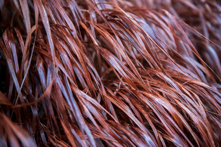Dry grass in autumn on a rainy day. Backgroundの写真素材