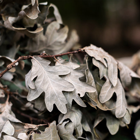 Wilted and dry oak leaves on a branch. Backgroundの写真素材