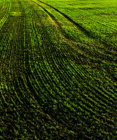 Young sprouts of winter wheat. Rows of young winter wheat plants growing in a field. Agricultural landscape.の写真素材