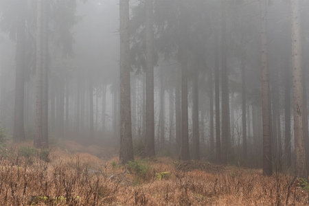Fog in the forest in autumn. A gloomy, dark, foggy day.の写真素材