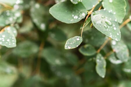 Raindrops on green leaves, morning dew on leavesの写真素材