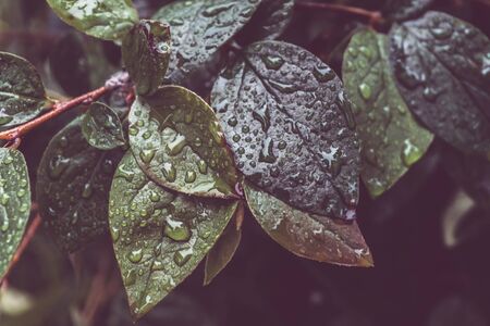 Raindrops on a macro of green leaves and grass. Dew on the green. Natural background with toning and selective focus.の写真素材