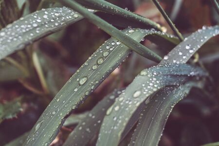 Raindrops on a macro of green leaves and grass. Dew on the green. Natural background with toning and selective focus.の写真素材