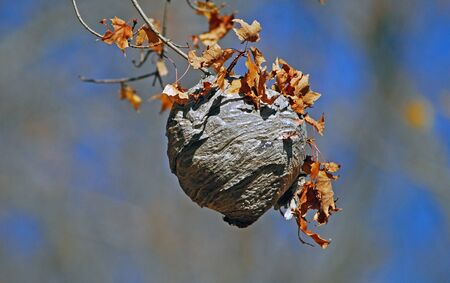 Hornets' nest hanging from branch with fall leaves