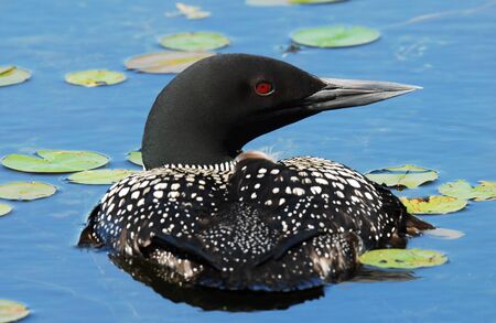 Closeup of common loonの写真素材