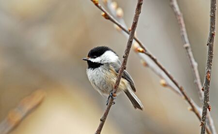 Black-capped chickadeeの写真素材