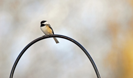 Black-capped chickadee perched on rounded barの写真素材