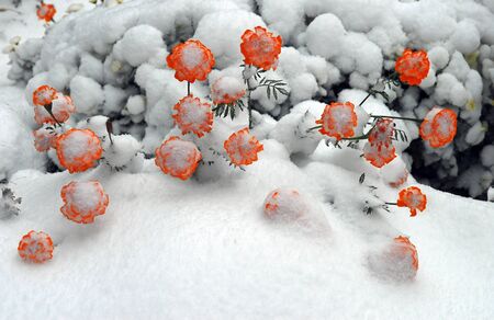Last flowers of autumn caught in first snowfall of winterの写真素材