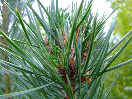 pine needles