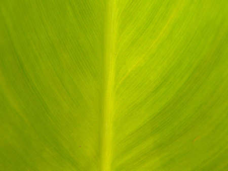 leaf