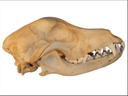 dog skull isolated in white backgroundの写真素材