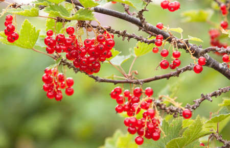 Red Currant