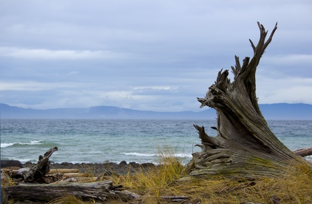 Natural gnarled trunk in foregroundの写真素材