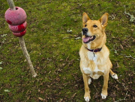 Cute dog looking at toy with longing expressionの写真素材