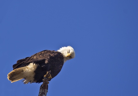 Majestic Bald Eagle perched on bare tree branchの写真素材