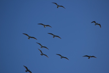 Flying Flock of seagulls against blue sky in the eveningの写真素材