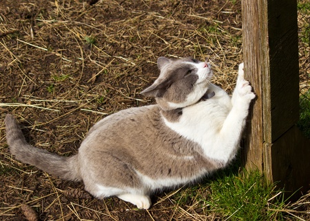 White and grey cat sharpening claws on fence postの写真素材