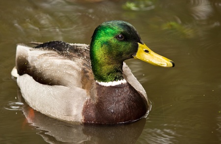 Mallard Ducks (Anas platyrhynchos) relaxing in pondの写真素材