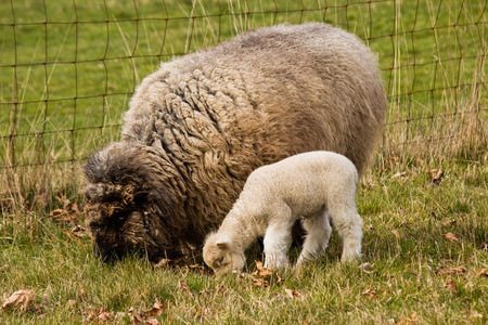 White lamb with Black mother sheep grazing in field by fenceの写真素材