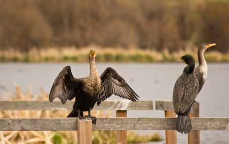 Phalacrocoracidae  Cormorant  sitting on dock drying wingsの写真素材