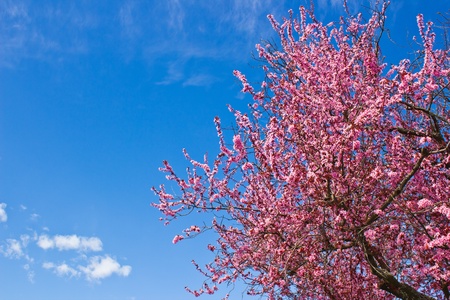 Cherry blossoms blooming in springtime against blue sky