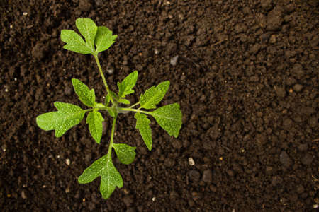 Fresh tomato plant covered in dew with dirt in background