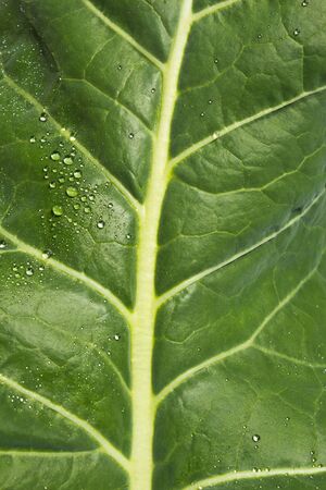Fresh Leaf covered in morning dew