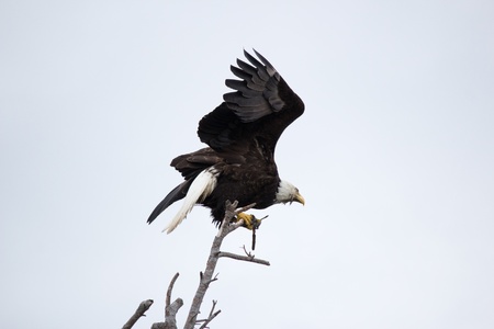 Mature Bald eagle perched on branch