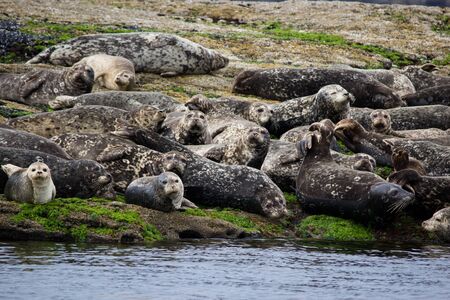 Group of seals looking curious