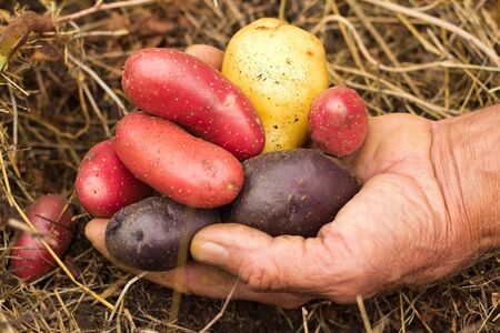 Various freshly harvested potatoes displayed in farmers handの写真素材