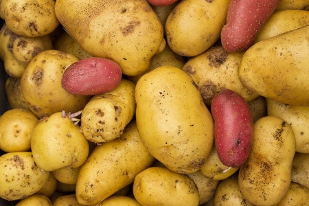 Various types of potatoes spread outの写真素材