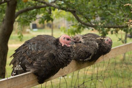 Group of young turkeys relaxing on perchの写真素材
