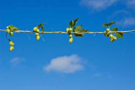 Hop plant growing horizontal on natural stringの写真素材