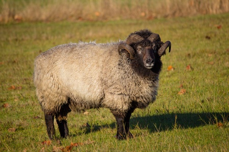 Grey sheep ram with horns standing in pastureの写真素材