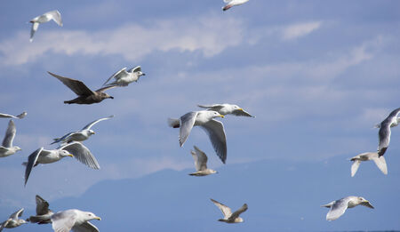 Free, flying seagulls against blue summer sky